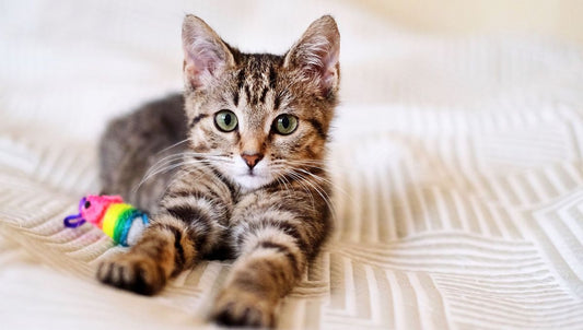 Wo darf eine Katze nicht kratzen?
