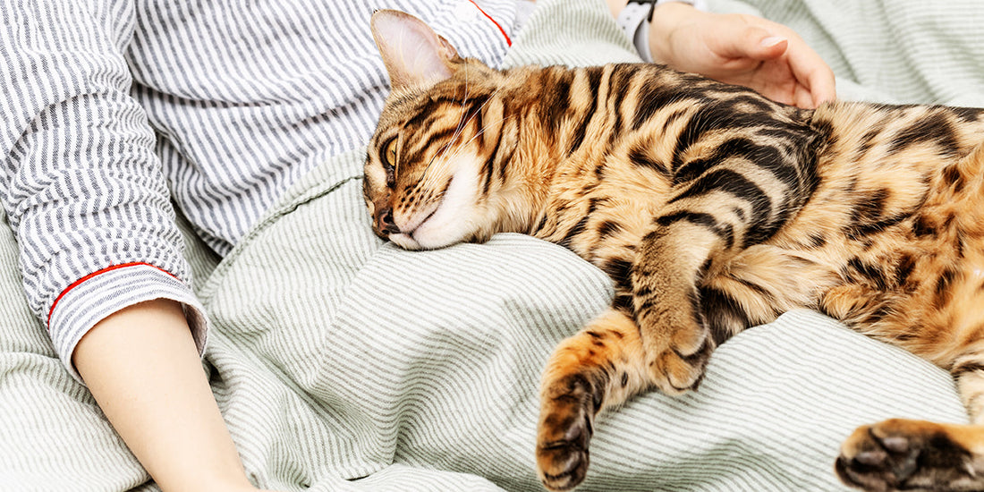 Warum schlafen katzen auf menschen