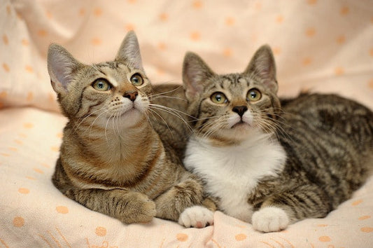 Wie viel Kratzbäume für 2 Katzen ?