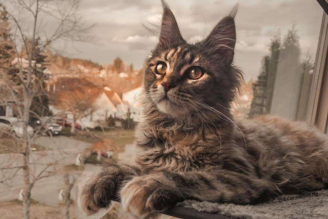 Wie lange sind katzen rollig ?