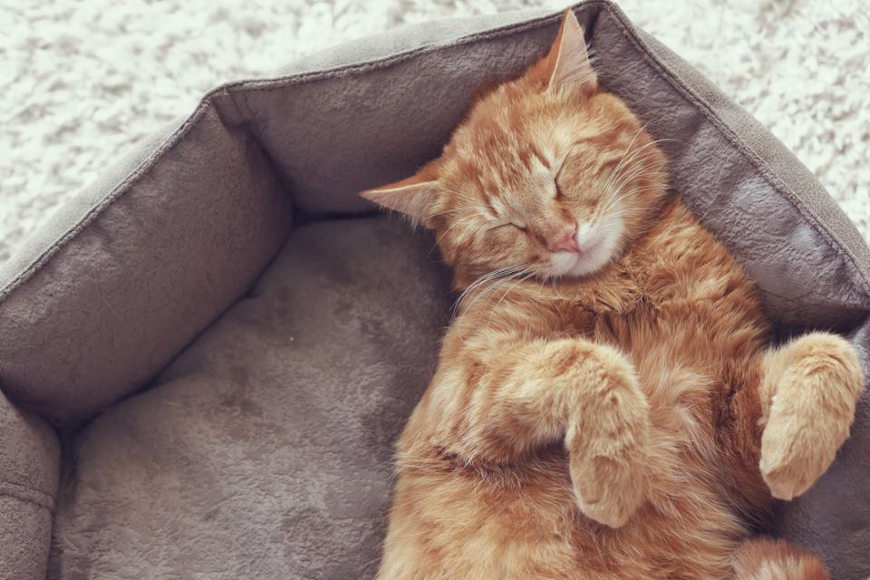 Warum schlafen katzen so viel ?
